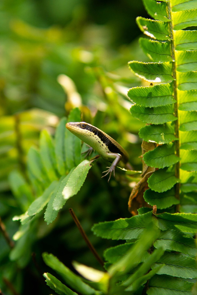 Termite and snake control