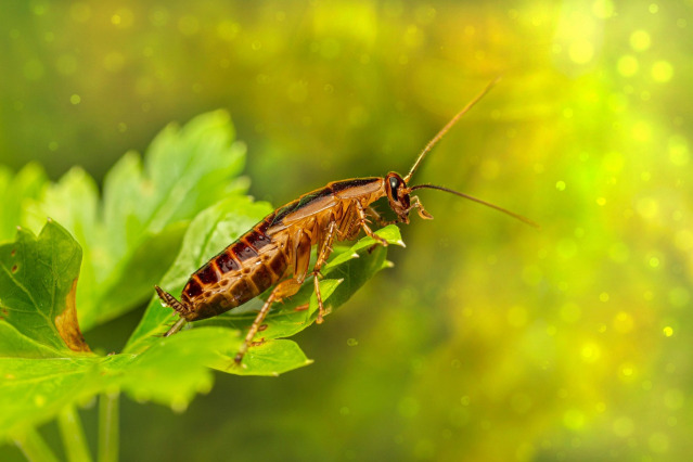 Cockroach control
