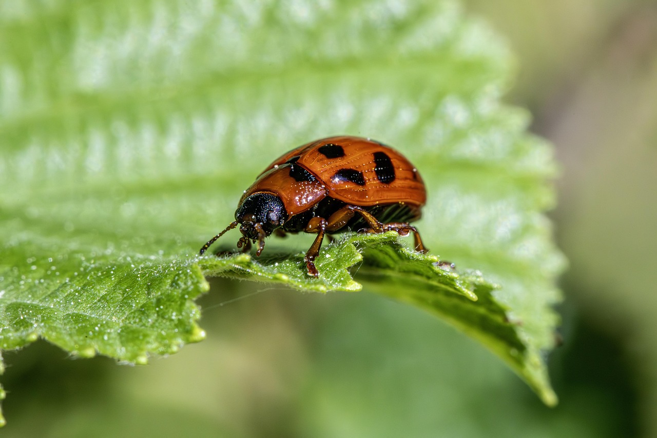 Pest control expertise