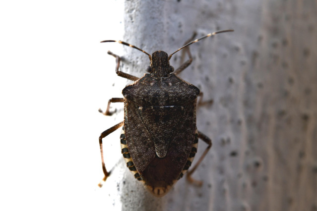 Bedbug elimination